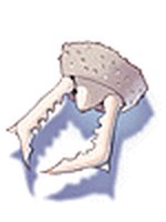 Mandíbula de Formiga
