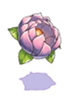 Flor de Moscóvia