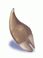 Dente de Ogro