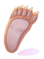 Pata de Urso